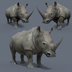 Pro Rhino - 8K 3D model