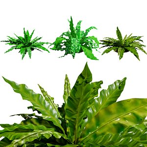 Realistic Bird Nest Fern Model 3D model