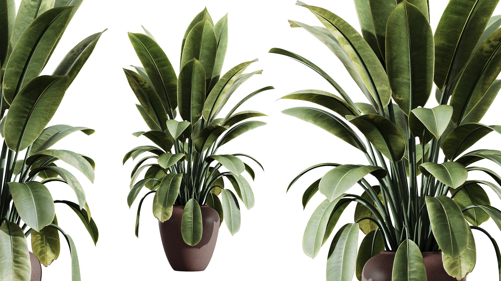 AV Indoor Plants Set 414 Cyara Palm and Euphorbia Drupifera and Ficus Marginata and Ficus Elastica 3D model https://p.turbosquid.com/ts-thumb/aQ/1glYGk/3Y/03/png/1765087147/1920x1080/fit_q87/8d1feeb92ff3122bbaaab845d9aae588fa603ca9/03.jpg