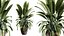 AV 실내 식물 세트 414 Cyara Palm 및 Euphorbia Drupifera 및 Ficus Marginata 및 Ficus Elastica