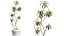 AV 실내 식물 세트 414 Cyara Palm 및 Euphorbia Drupifera 및 Ficus Marginata 및 Ficus Elastica