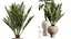 AV 실내 식물 세트 414 Cyara Palm 및 Euphorbia Drupifera 및 Ficus Marginata 및 Ficus Elastica