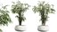AV 실내 식물 세트 414 Cyara Palm 및 Euphorbia Drupifera 및 Ficus Marginata 및 Ficus Elastica