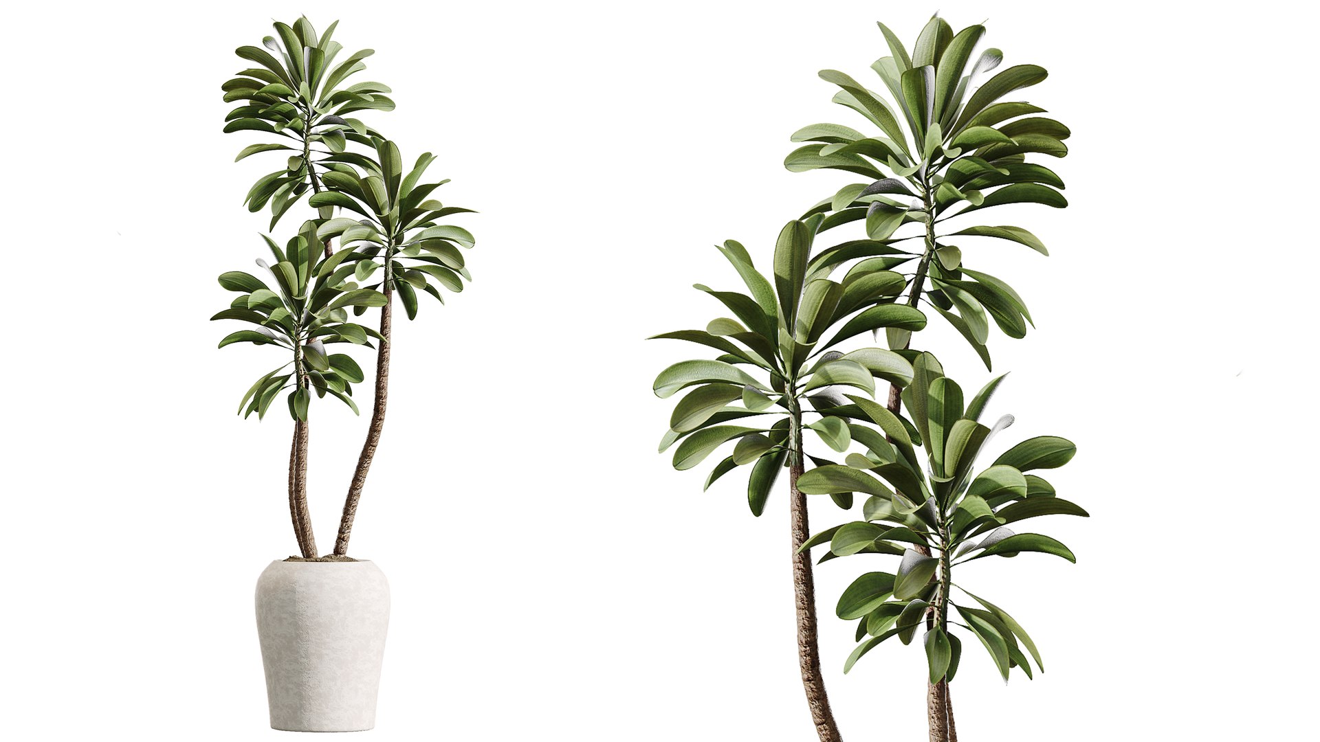 AV Indoor Plants Set 414 Cyara Palm and Euphorbia Drupifera and Ficus Marginata and Ficus Elastica 3D model https://p.turbosquid.com/ts-thumb/aQ/1glYGk/sw/06/png/1765087149/1920x1080/fit_q87/cc30365b0114a3e7fc3fc2cbc942b1c41316fb84/06.jpg