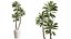 AV 실내 식물 세트 414 Cyara Palm 및 Euphorbia Drupifera 및 Ficus Marginata 및 Ficus Elastica
