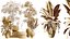 AV 실내 식물 세트 414 Cyara Palm 및 Euphorbia Drupifera 및 Ficus Marginata 및 Ficus Elastica