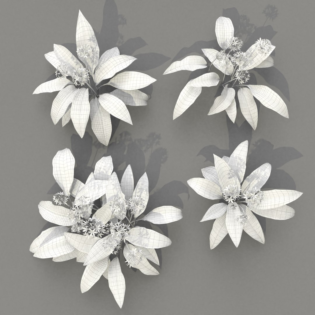 3D wild allium ursinum https://p.turbosquid.com/ts-thumb/aQ/31ElBN/DasqVCfl/alliumursinum_wire05/png/1580509818/1920x1080/fit_q87/d5faa379b64eb935e9525e6722436a94c4269043/alliumursinum_wire05.jpg