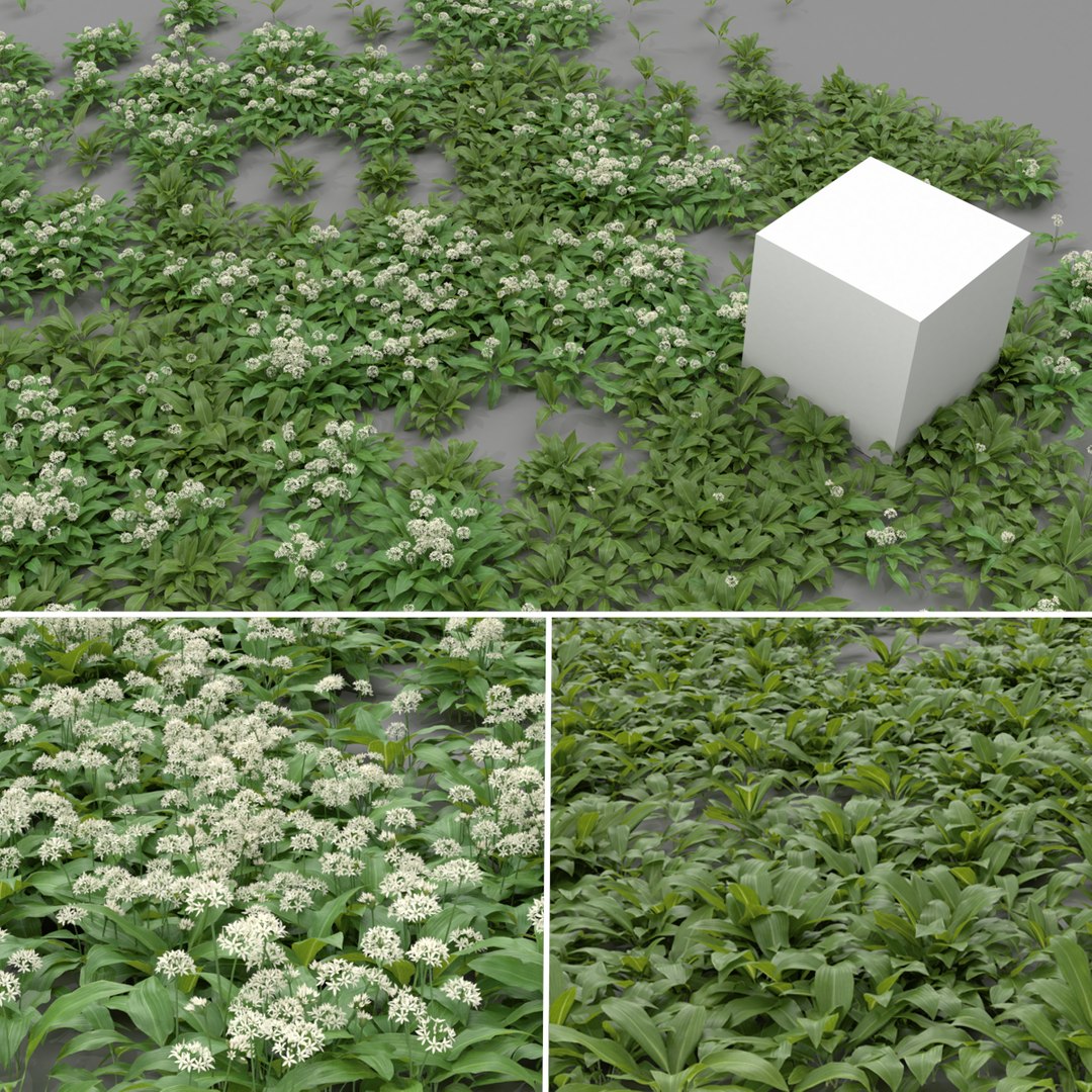 3D wild allium ursinum https://p.turbosquid.com/ts-thumb/aQ/31ElBN/FPSuzTY3/blender_cycles_alliumursinum_thumbnail/png/1580509643/1920x1080/fit_q87/958e8964374c78a112930851dee297452dbca5c8/blender_cycles_alliumursinum_thumbnail.jpg