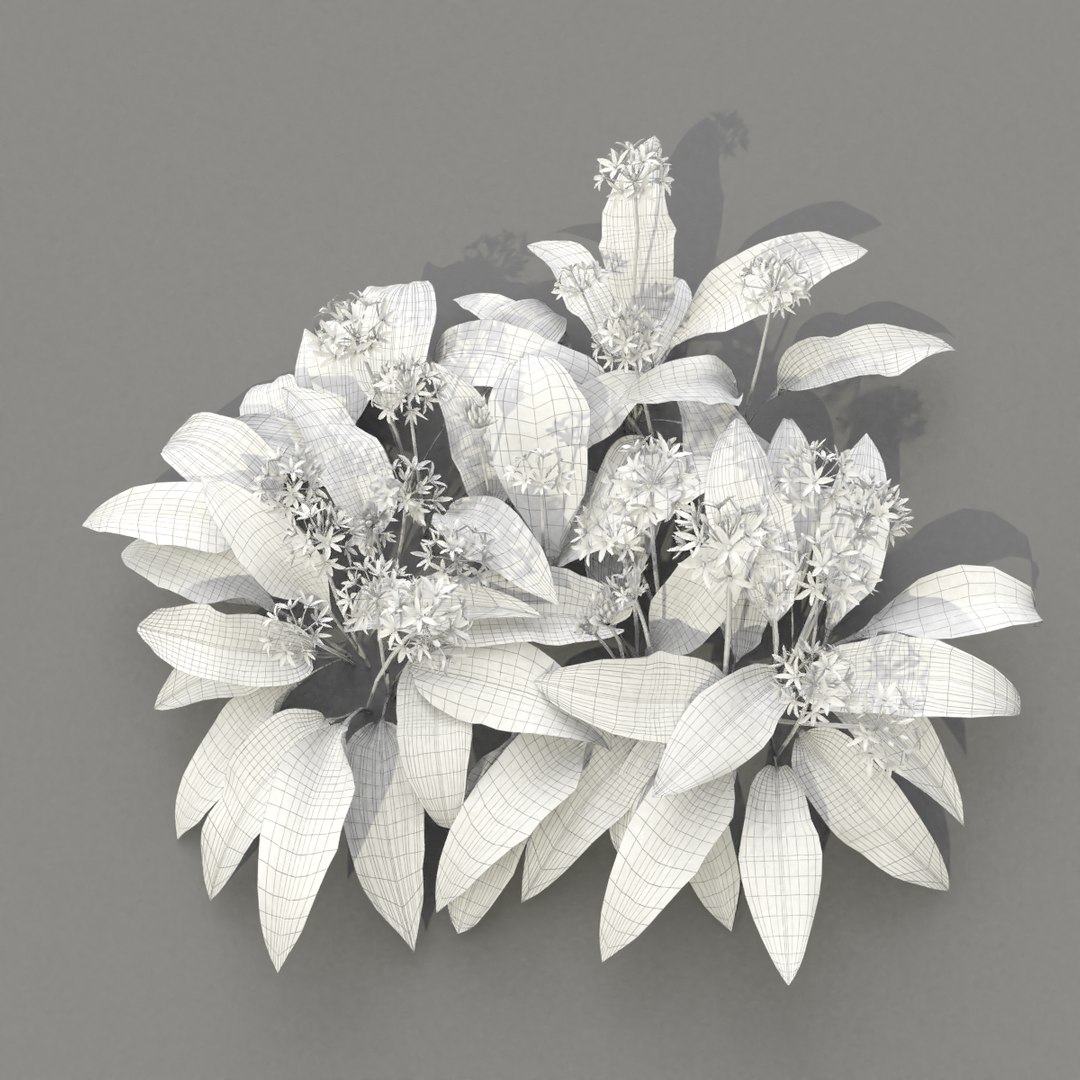 3D wild allium ursinum https://p.turbosquid.com/ts-thumb/aQ/31ElBN/XO7b2LeO/alliumursinum_wire03/png/1580509773/1920x1080/fit_q87/98a8435f10e572f75774a2087c5e22175526da03/alliumursinum_wire03.jpg