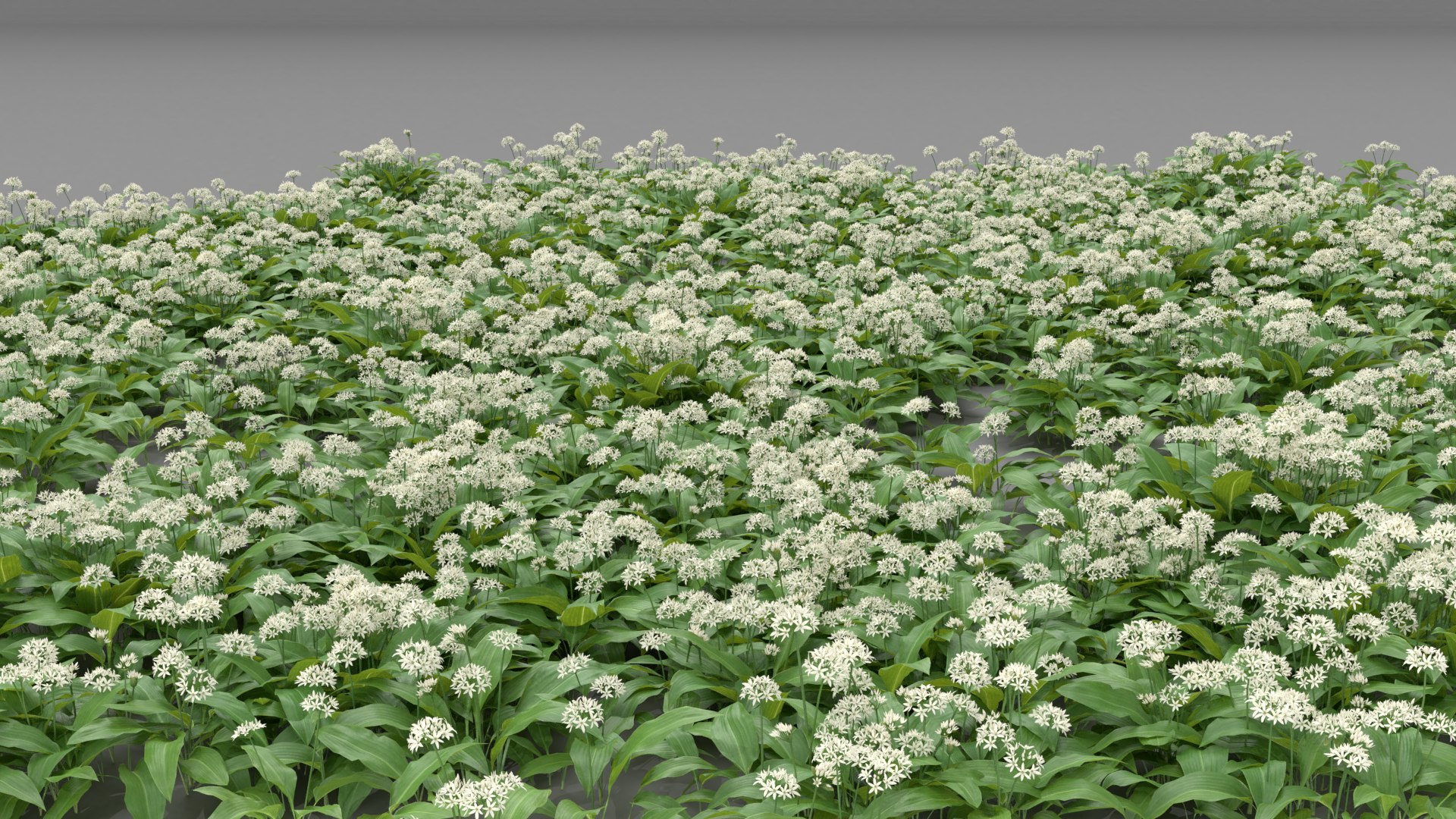 3D wild allium ursinum https://p.turbosquid.com/ts-thumb/aQ/31ElBN/ntBCK6GK/alliumursinum_03/png/1580509593/1920x1080/fit_q87/257dc06b1404a794b21d10118fc2bae21cfbad77/alliumursinum_03.jpg
