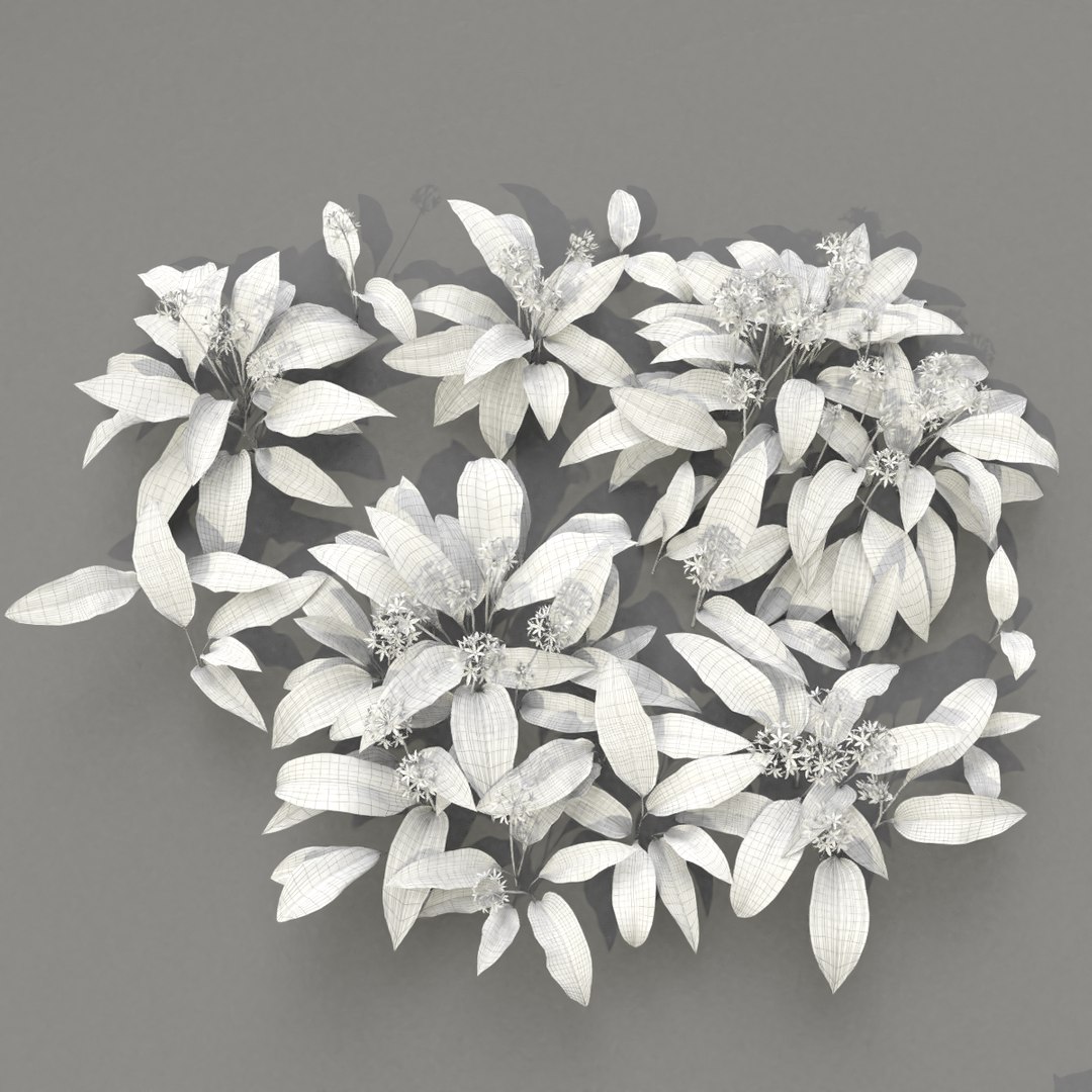 3D wild allium ursinum https://p.turbosquid.com/ts-thumb/aQ/31ElBN/vVXN95kD/alliumursinum_wire02/png/1580509761/1920x1080/fit_q87/a61afcd99a55e8b5e813fa9066e83d4e59a3469e/alliumursinum_wire02.jpg