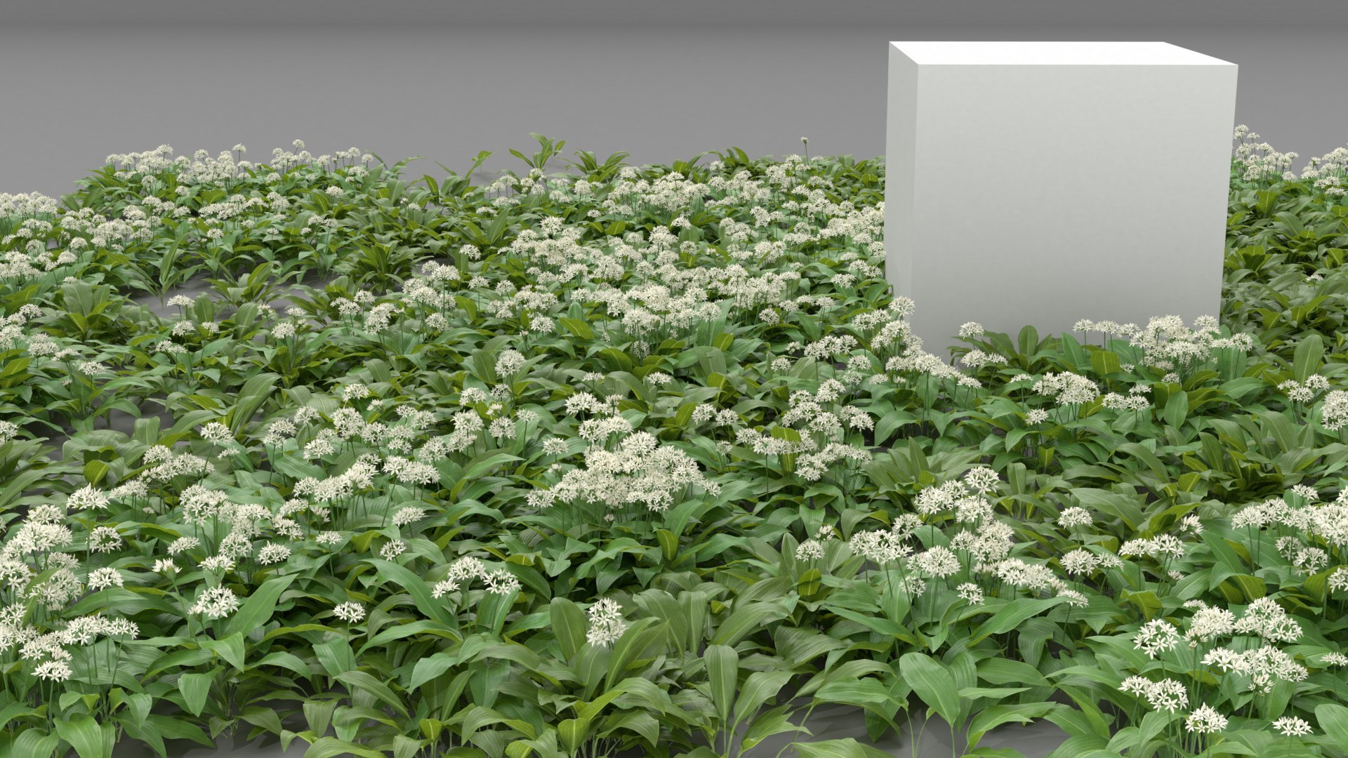 3D wild allium ursinum https://p.turbosquid.com/ts-thumb/aQ/31ElBN/wCVGrvsa/alliumursinum_06/png/1580509630/1920x1080/fit_q87/f53f7cf06a85fb79f1becf5e4b6cf73014df9b46/alliumursinum_06.jpg