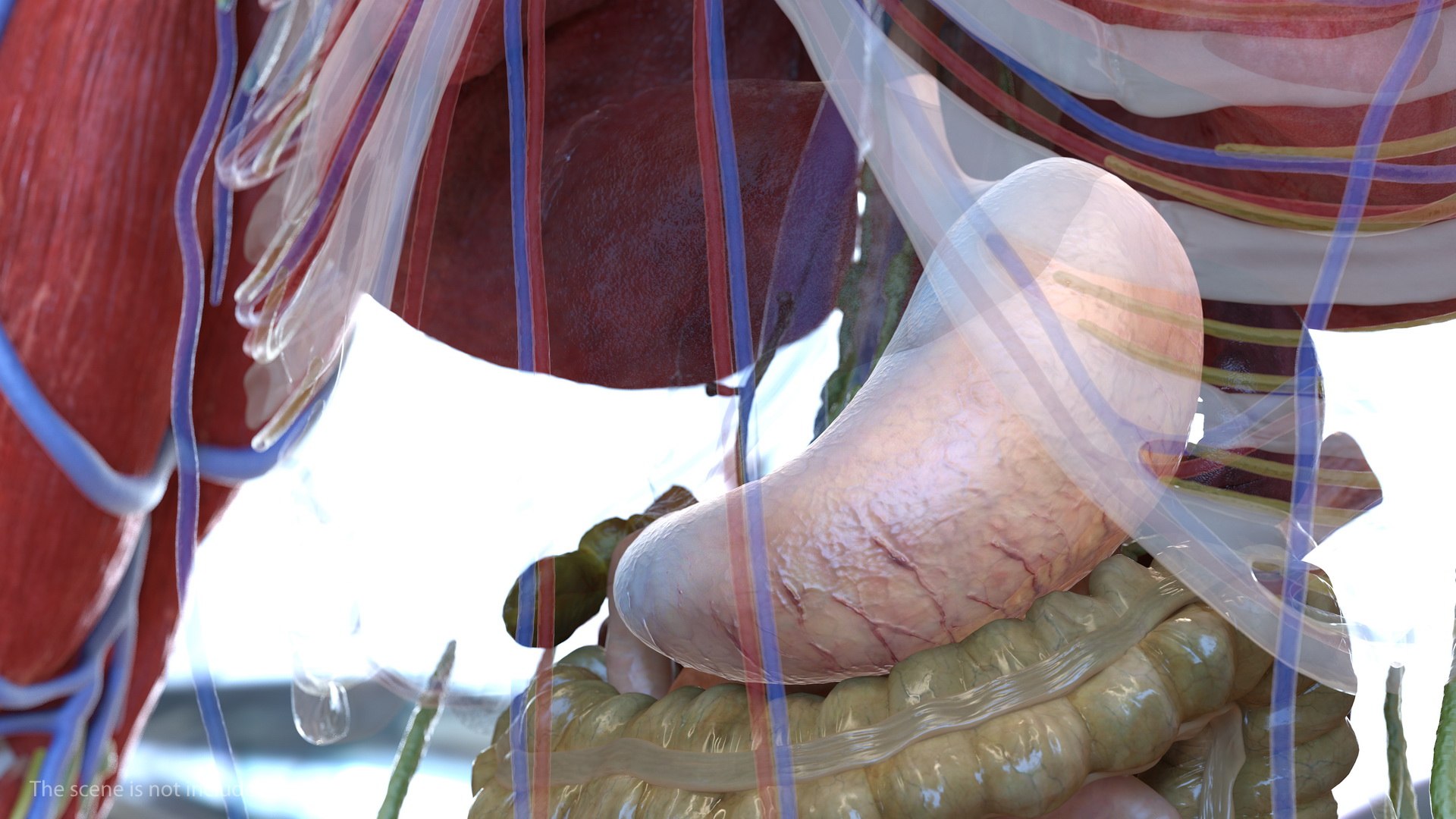 male skeleton internal organs model https://p.turbosquid.com/ts-thumb/aQ/F4cLGi/1eZsn1aO/maleskeletoninternalorgansanatomyandskin3dsmodel104/jpg/1572449752/1920x1080/fit_q87/58ac3c0c60543c52413f548c60753f3b2608f92b/maleskeletoninternalorgansanatomyandskin3dsmodel104.jpg