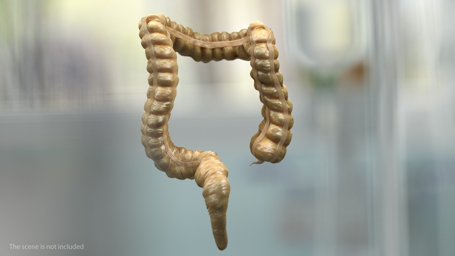 male skeleton internal organs model https://p.turbosquid.com/ts-thumb/aQ/F4cLGi/4vppuMOB/maleskeletoninternalorgansanatomyandskin3dsmodel090/jpg/1572449720/1920x1080/fit_q87/d17dc72bb1853792554ea86e8229f273c272ee68/maleskeletoninternalorgansanatomyandskin3dsmodel090.jpg