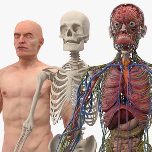 Male Skeleton Internal Organs Anatomy and Skin