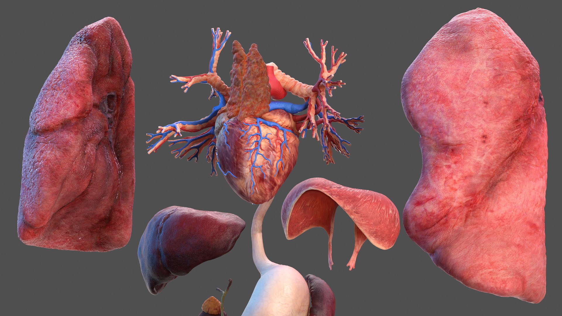 male skeleton internal organs model https://p.turbosquid.com/ts-thumb/aQ/F4cLGi/AHOw64gT/maleskeletoninternalorgansanatomyandskin3dsmodel072/jpg/1572449679/1920x1080/fit_q87/d2621a0546df072e3ac5217603cb33e6ed1ac82c/maleskeletoninternalorgansanatomyandskin3dsmodel072.jpg
