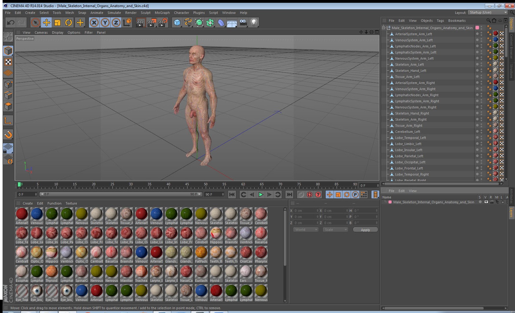 male skeleton internal organs model https://p.turbosquid.com/ts-thumb/aQ/F4cLGi/AxTL9bRj/maleskeletoninternalorgansanatomyandskin3dsmodel166/jpg/1572449921/1920x1080/fit_q87/43e1d9124424ee39ed03bc124ebeac571b52f596/maleskeletoninternalorgansanatomyandskin3dsmodel166.jpg