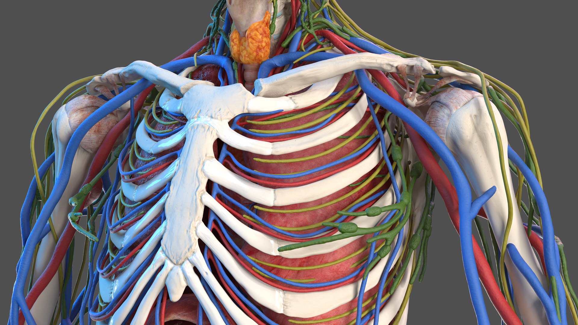 male skeleton internal organs model https://p.turbosquid.com/ts-thumb/aQ/F4cLGi/CXslDLNJ/maleskeletoninternalorgansanatomyandskin3dsmodel048/jpg/1572449618/1920x1080/fit_q87/906fbc10b915b8a6892967d4e1986b38063927b1/maleskeletoninternalorgansanatomyandskin3dsmodel048.jpg