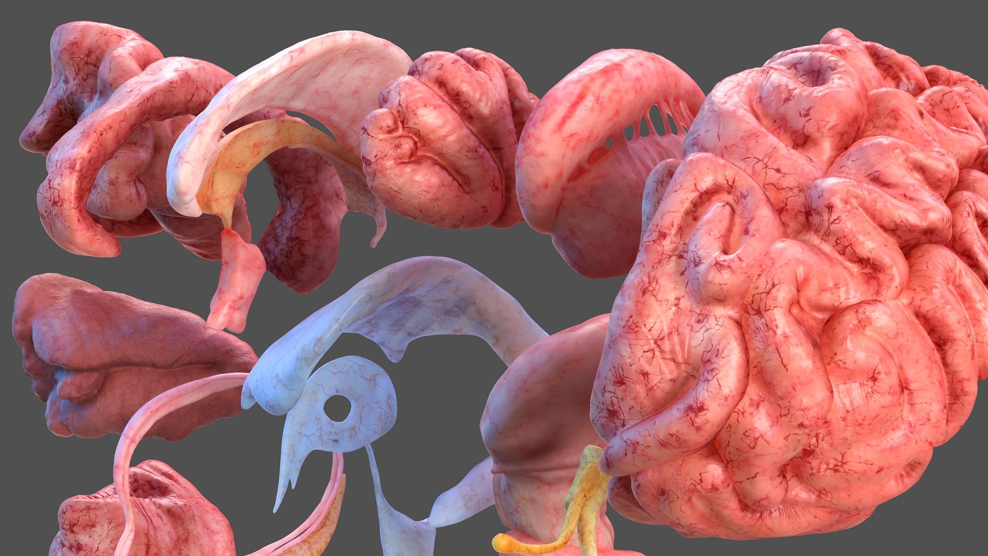 male skeleton internal organs model https://p.turbosquid.com/ts-thumb/aQ/F4cLGi/Dvz4xhKp/maleskeletoninternalorgansanatomyandskin3dsmodel026/jpg/1572449571/1920x1080/fit_q87/fc5b80a8da2ac739370fa9cf3608614cd590681e/maleskeletoninternalorgansanatomyandskin3dsmodel026.jpg