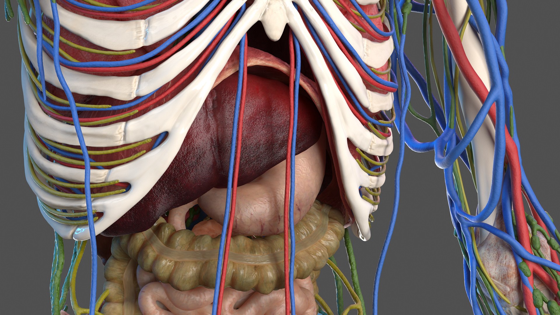 male skeleton internal organs model https://p.turbosquid.com/ts-thumb/aQ/F4cLGi/EW0v1Aq5/maleskeletoninternalorgansanatomyandskin3dsmodel052/jpg/1572449628/1920x1080/fit_q87/f221ecf176b547ce1eba08aac072db2949f89cc1/maleskeletoninternalorgansanatomyandskin3dsmodel052.jpg