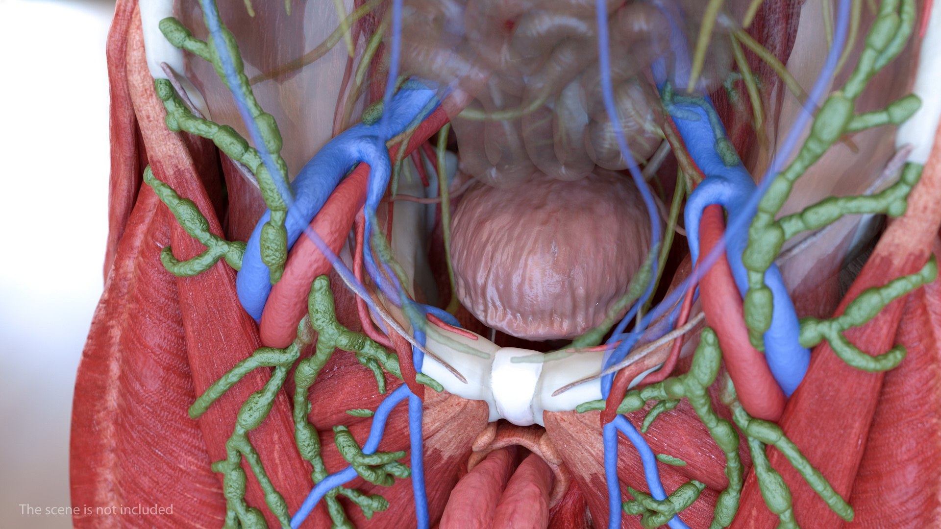 male skeleton internal organs model https://p.turbosquid.com/ts-thumb/aQ/F4cLGi/FsPppfrB/maleskeletoninternalorgansanatomyandskin3dsmodel110/jpg/1572449765/1920x1080/fit_q87/707b360aa198a12e44f654b69d42a70bbd5b2159/maleskeletoninternalorgansanatomyandskin3dsmodel110.jpg