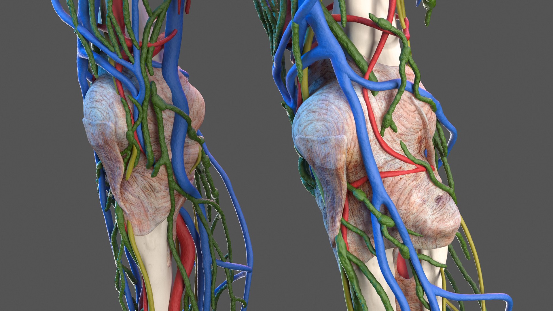 male skeleton internal organs model https://p.turbosquid.com/ts-thumb/aQ/F4cLGi/IrUlFRNw/maleskeletoninternalorgansanatomyandskin3dsmodel058/jpg/1572449643/1920x1080/fit_q87/b90cc3797bdf7631bf2f55600f53f326bd1c64f8/maleskeletoninternalorgansanatomyandskin3dsmodel058.jpg