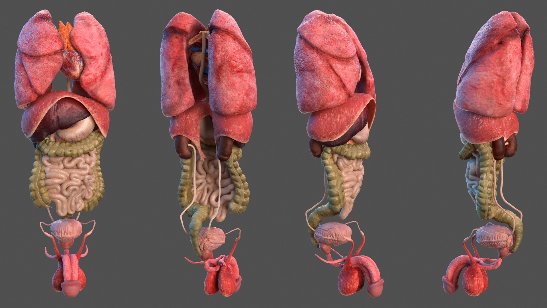 male skeleton internal organs model https://p.turbosquid.com/ts-thumb/aQ/F4cLGi/LSTZcJjg/maleskeletoninternalorgansanatomyandskin3dsmodel010/jpg/1572449532/1920x1080/fit_q87/4936505dd6963a05ca5ef1d1f7d21865c2112e33/maleskeletoninternalorgansanatomyandskin3dsmodel010.jpg