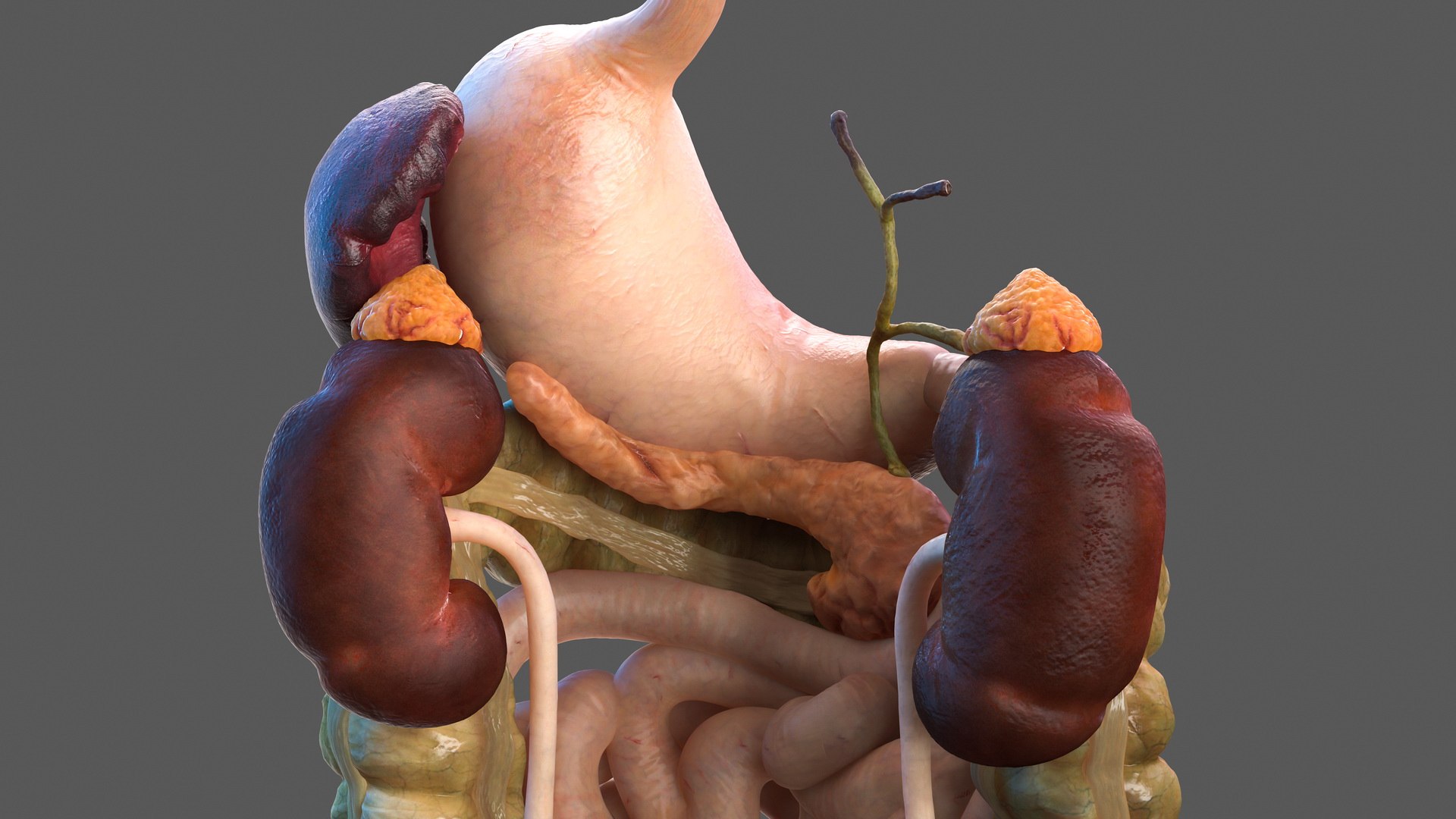 male skeleton internal organs model https://p.turbosquid.com/ts-thumb/aQ/F4cLGi/M5zSEsua/maleskeletoninternalorgansanatomyandskin3dsmodel068/jpg/1572449669/1920x1080/fit_q87/2119d84cf58350b3677cf29508d25d2a20e09fa0/maleskeletoninternalorgansanatomyandskin3dsmodel068.jpg