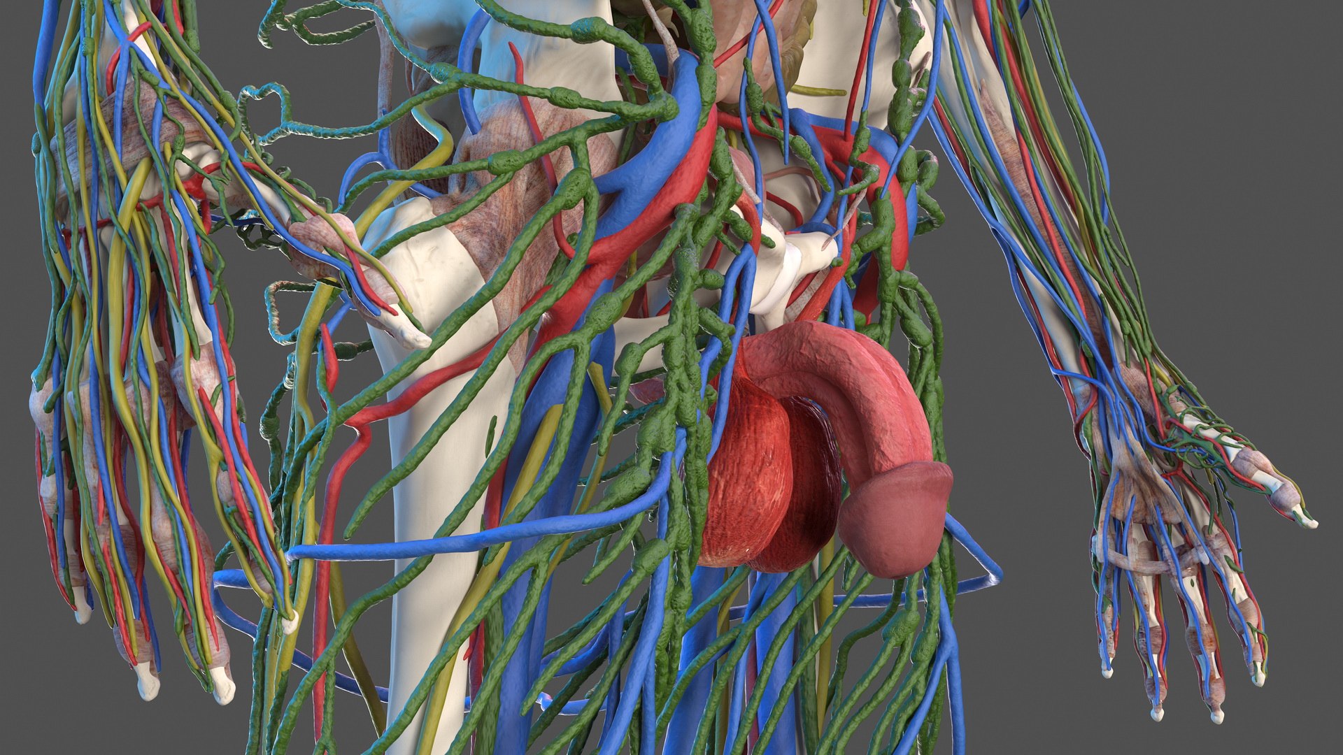 male skeleton internal organs model https://p.turbosquid.com/ts-thumb/aQ/F4cLGi/Or8bVt3o/maleskeletoninternalorgansanatomyandskin3dsmodel056/jpg/1572449639/1920x1080/fit_q87/e6d52e2b09f613c40cf3d580a5183eeb45f1c1ef/maleskeletoninternalorgansanatomyandskin3dsmodel056.jpg