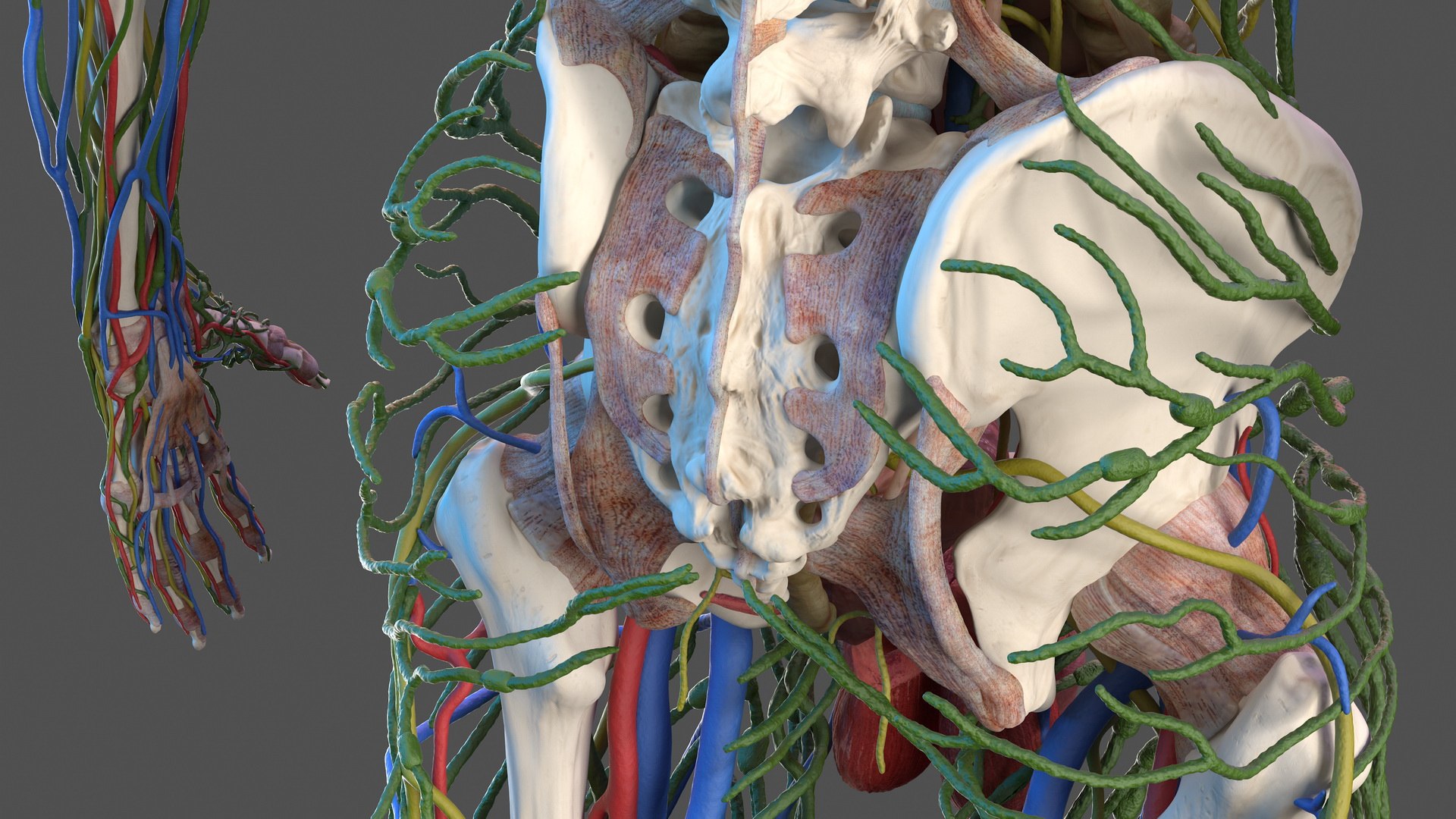 male skeleton internal organs model https://p.turbosquid.com/ts-thumb/aQ/F4cLGi/V2gzZ3cr/maleskeletoninternalorgansanatomyandskin3dsmodel062/jpg/1572449654/1920x1080/fit_q87/5e0c9b39ab1ccb599113d00baff24d8146f717d1/maleskeletoninternalorgansanatomyandskin3dsmodel062.jpg