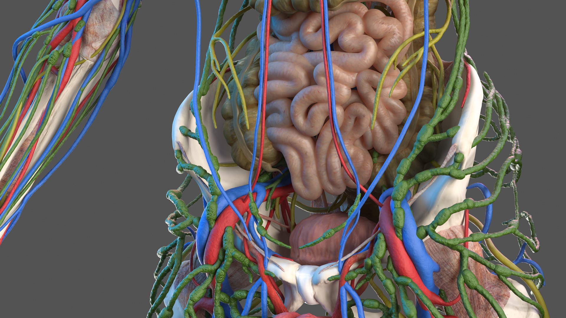 male skeleton internal organs model https://p.turbosquid.com/ts-thumb/aQ/F4cLGi/WjBAwqtl/maleskeletoninternalorgansanatomyandskin3dsmodel054/jpg/1572449633/1920x1080/fit_q87/78ac09fa28b66fd10376de79165f9485e1fe8906/maleskeletoninternalorgansanatomyandskin3dsmodel054.jpg