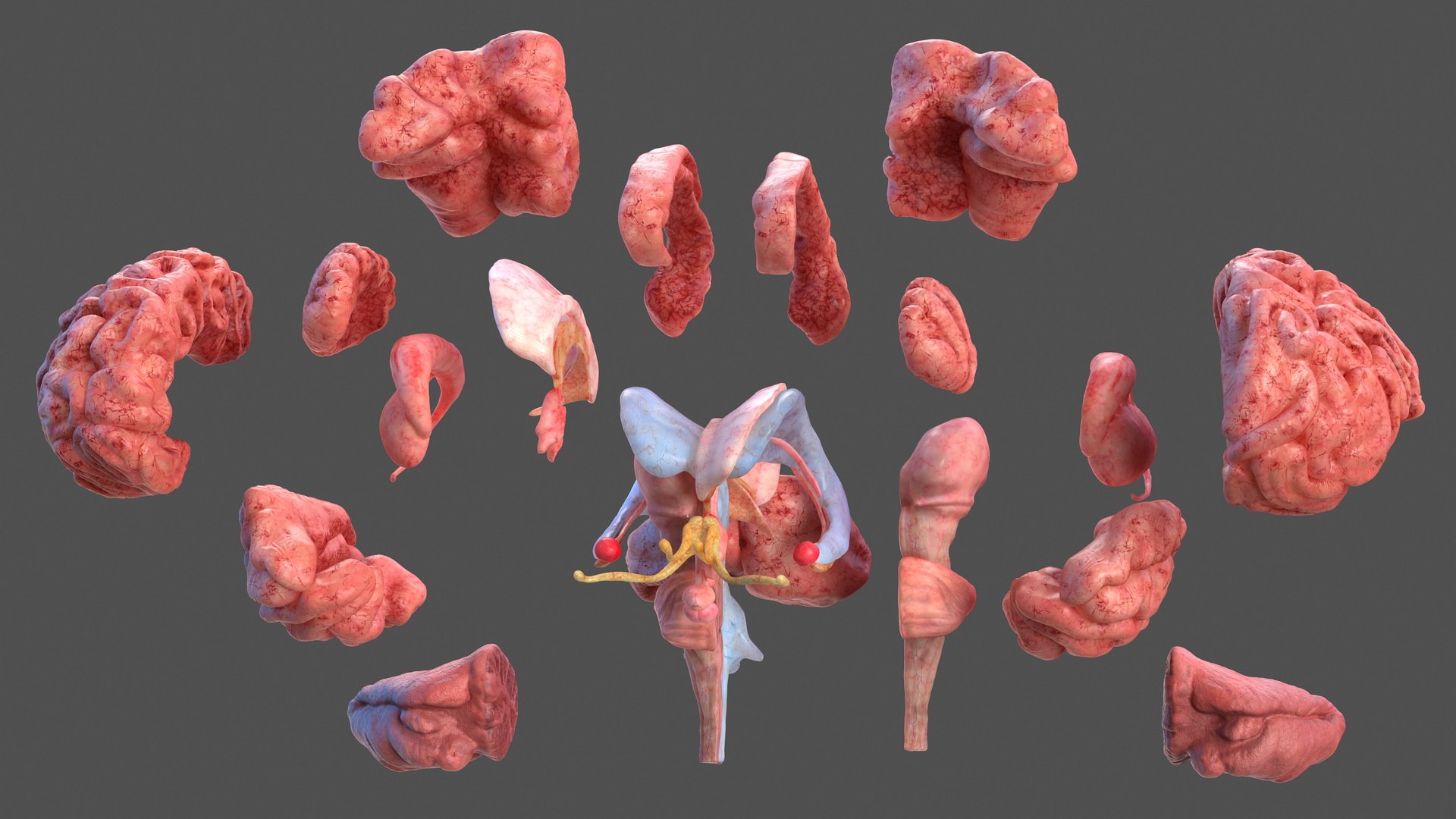 male skeleton internal organs model https://p.turbosquid.com/ts-thumb/aQ/F4cLGi/YtfpRSPN/maleskeletoninternalorgansanatomyandskin3dsmodel024/jpg/1572449566/1920x1080/fit_q87/0e6bdb378e8f145a2e75728c47d1de5dc820b2f0/maleskeletoninternalorgansanatomyandskin3dsmodel024.jpg