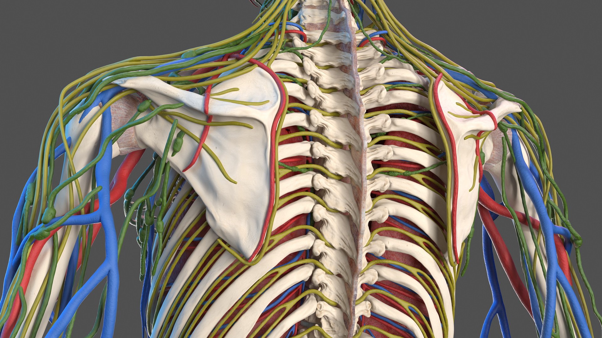 male skeleton internal organs model https://p.turbosquid.com/ts-thumb/aQ/F4cLGi/ca6TDg4J/maleskeletoninternalorgansanatomyandskin3dsmodel050/jpg/1572449623/1920x1080/fit_q87/e808cdf7a2544887101eadcc554ee79077432aee/maleskeletoninternalorgansanatomyandskin3dsmodel050.jpg