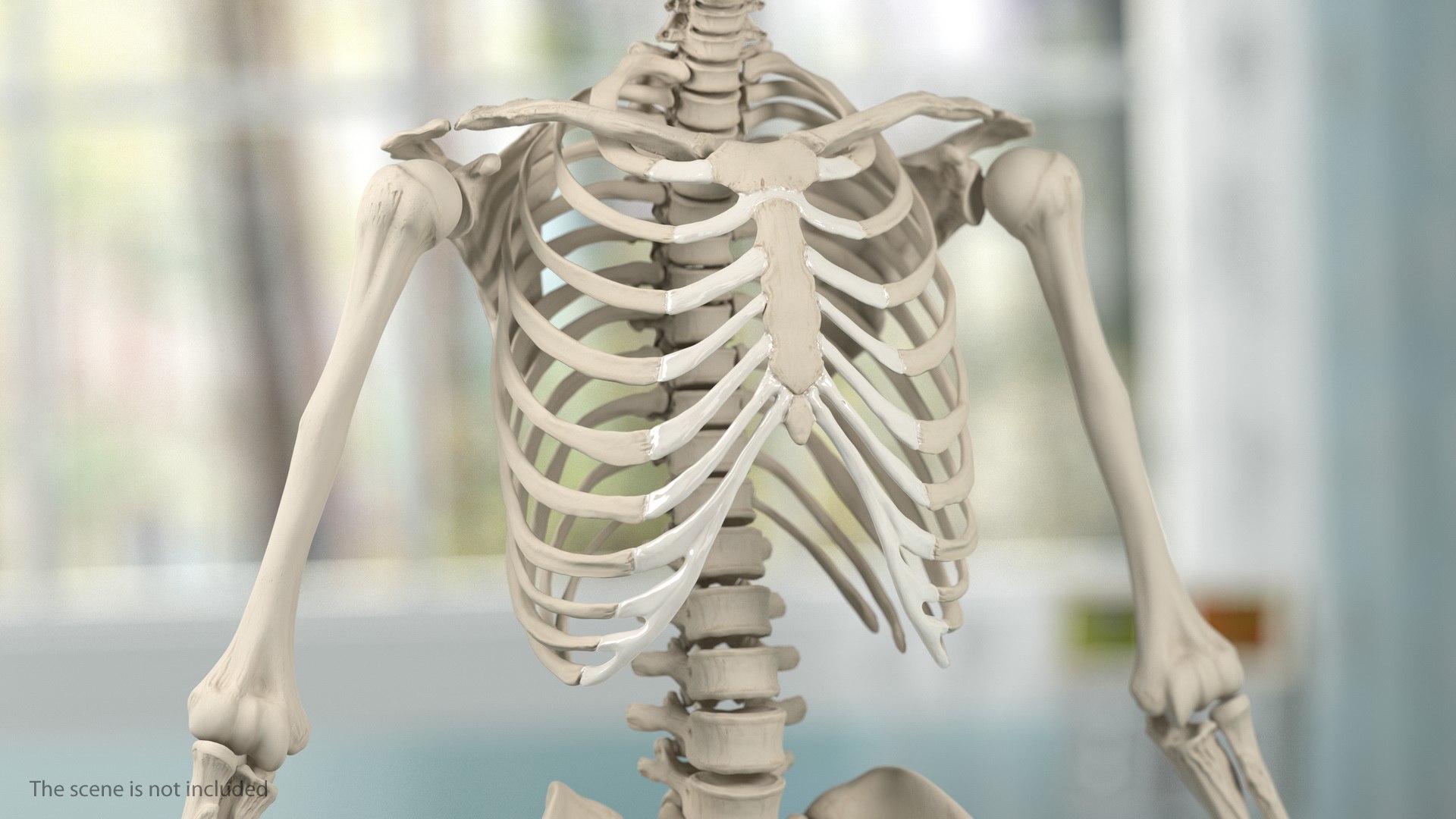 male skeleton internal organs model https://p.turbosquid.com/ts-thumb/aQ/F4cLGi/ctavwluE/maleskeletoninternalorgansanatomyandskin3dsmodel120/jpg/1572449788/1920x1080/fit_q87/8b3762af83313dd8bdbffcd212c30efc53de4d08/maleskeletoninternalorgansanatomyandskin3dsmodel120.jpg