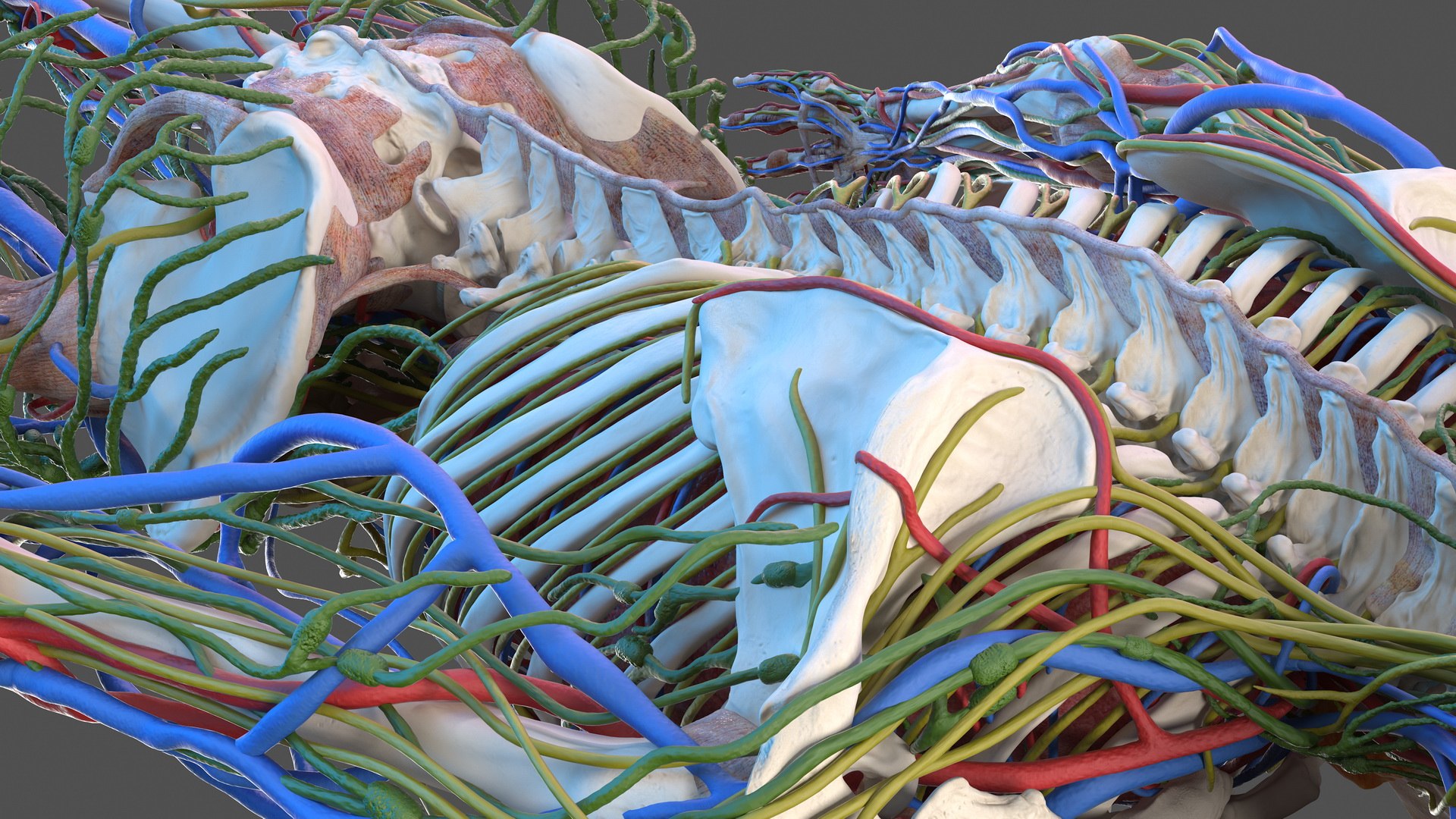 male skeleton internal organs model https://p.turbosquid.com/ts-thumb/aQ/F4cLGi/eUJnI8Qp/maleskeletoninternalorgansanatomyandskin3dsmodel064/jpg/1572449660/1920x1080/fit_q87/25dec3a4107a896a260769a3a49b3ff8dad72502/maleskeletoninternalorgansanatomyandskin3dsmodel064.jpg