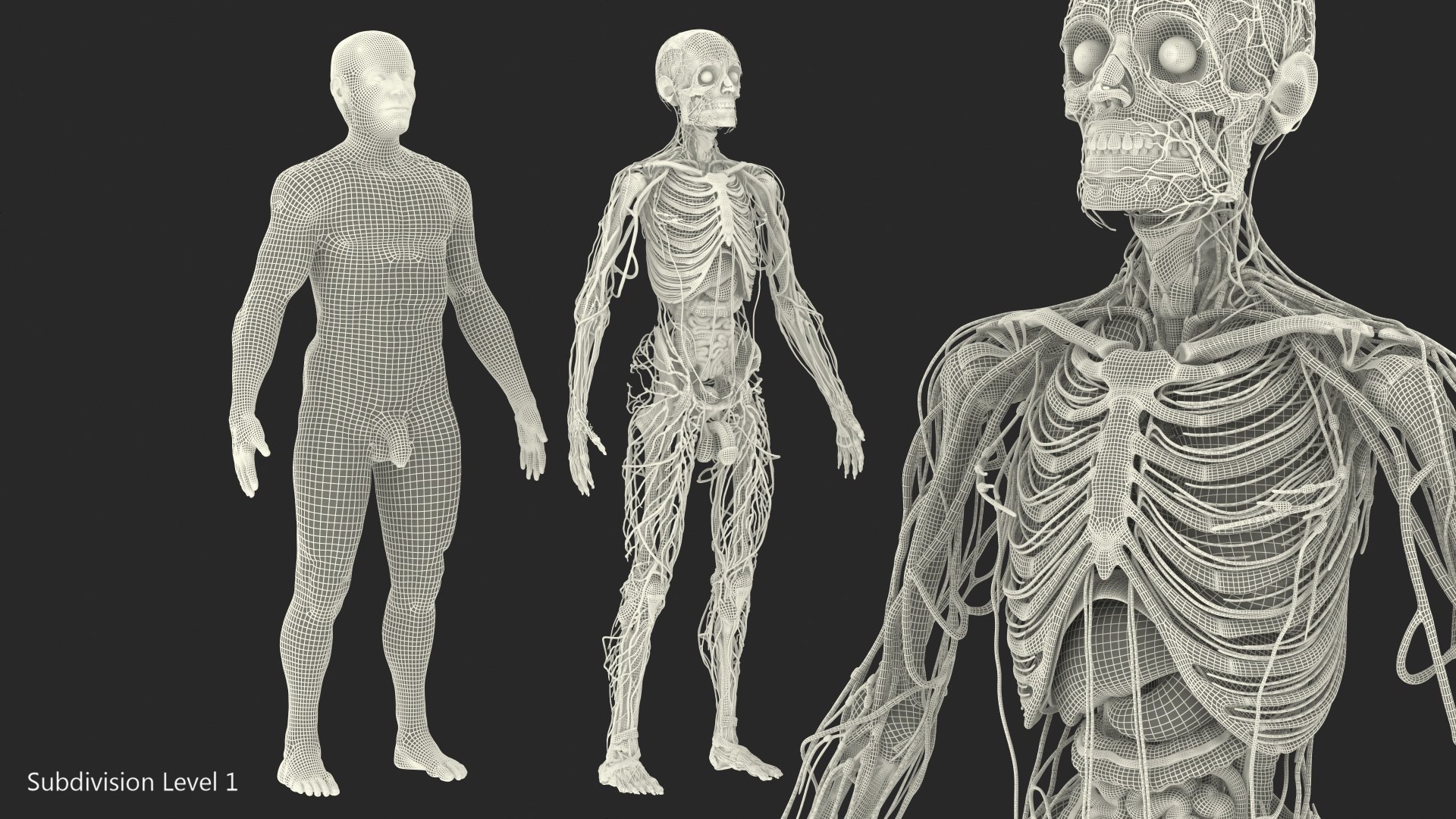 male skeleton internal organs model https://p.turbosquid.com/ts-thumb/aQ/F4cLGi/m8FPICGj/maleskeletoninternalorgansanatomyandskin3dsmodel162/jpg/1572449901/1920x1080/fit_q87/eaa218e13c35022bd341a3683db73b3e13febbb5/maleskeletoninternalorgansanatomyandskin3dsmodel162.jpg