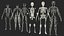 Esqueleto masculino Órganos internos Anatomía y piel