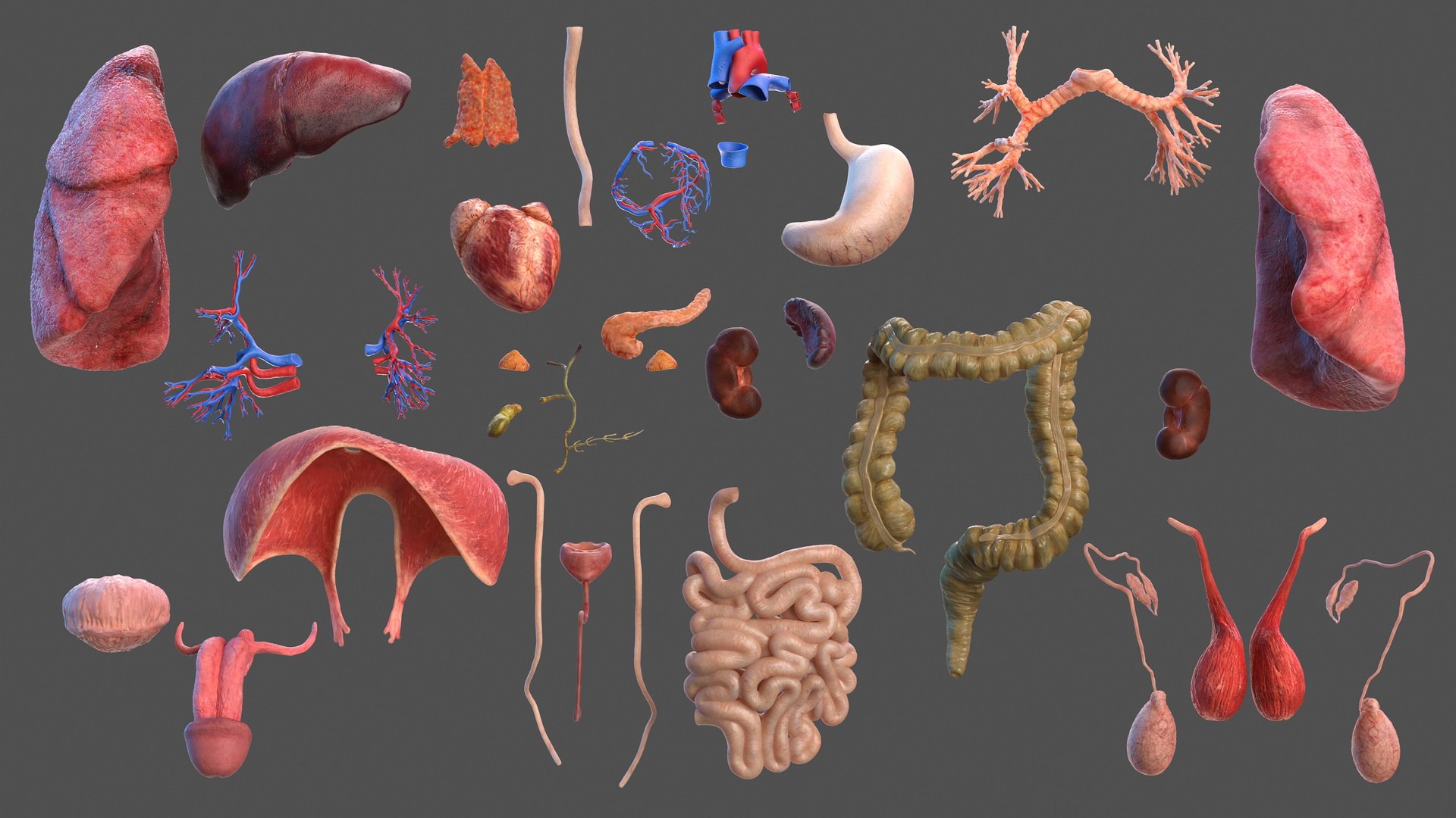 male skeleton internal organs model https://p.turbosquid.com/ts-thumb/aQ/F4cLGi/opvWoNkf/maleskeletoninternalorgansanatomyandskin3dsmodel012/jpg/1572449538/1920x1080/fit_q87/c45e926441ead2d95e203c78dee0ea4ebb423974/maleskeletoninternalorgansanatomyandskin3dsmodel012.jpg