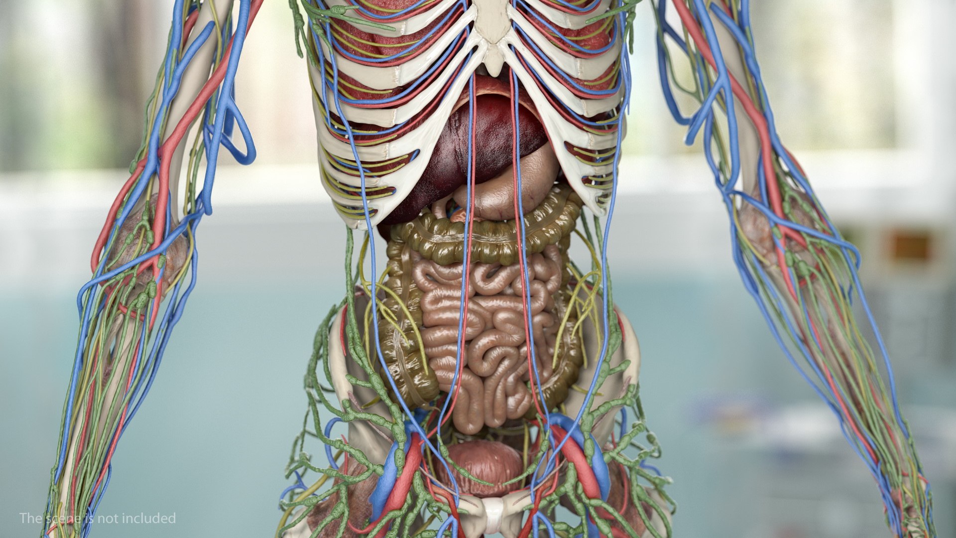 male skeleton internal organs model https://p.turbosquid.com/ts-thumb/aQ/F4cLGi/sNaaf8sI/maleskeletoninternalorgansanatomyandskin3dsmodel016/jpg/1572449548/1920x1080/fit_q87/1df59702c053194d0a4eef6b01e1d39f75190071/maleskeletoninternalorgansanatomyandskin3dsmodel016.jpg