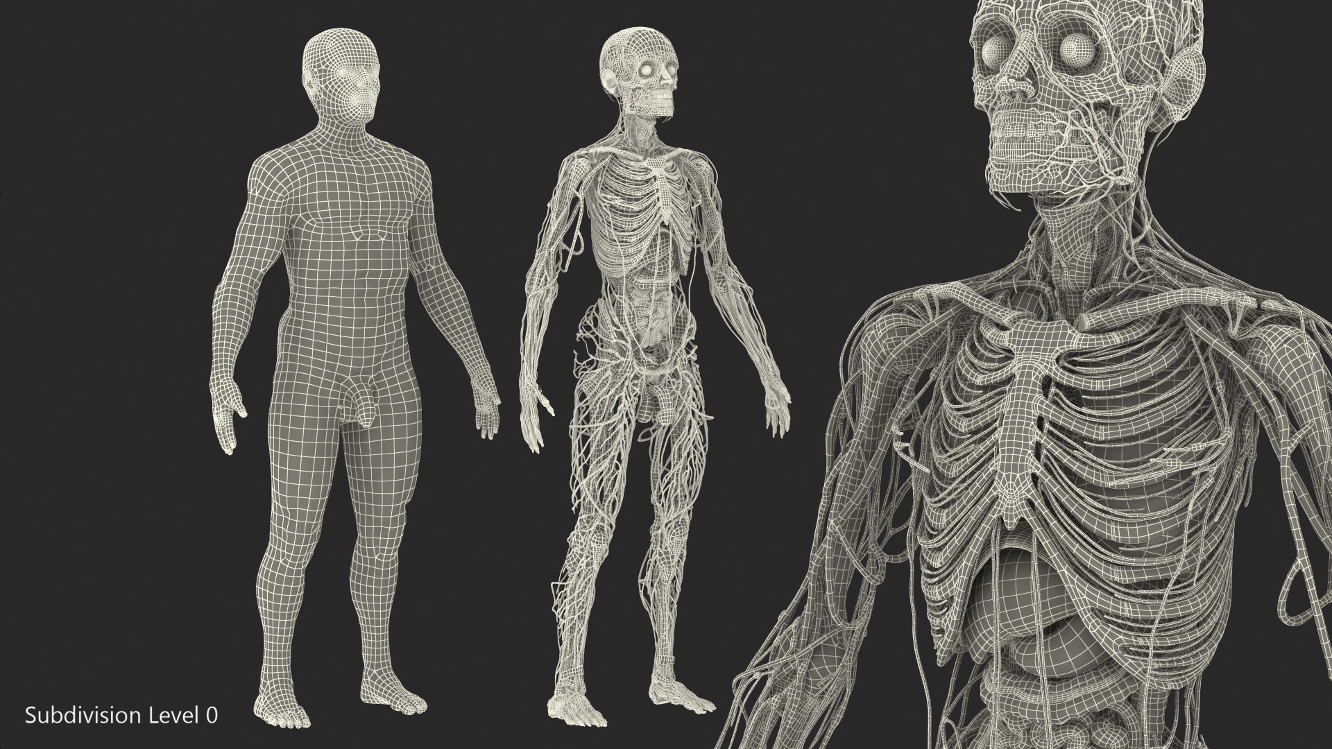 male skeleton internal organs model https://p.turbosquid.com/ts-thumb/aQ/F4cLGi/tkxwYqil/maleskeletoninternalorgansanatomyandskin3dsmodel161/jpg/1572449894/1920x1080/fit_q87/ff9faa9b9dcedde94083e74690af1cf999f217f8/maleskeletoninternalorgansanatomyandskin3dsmodel161.jpg