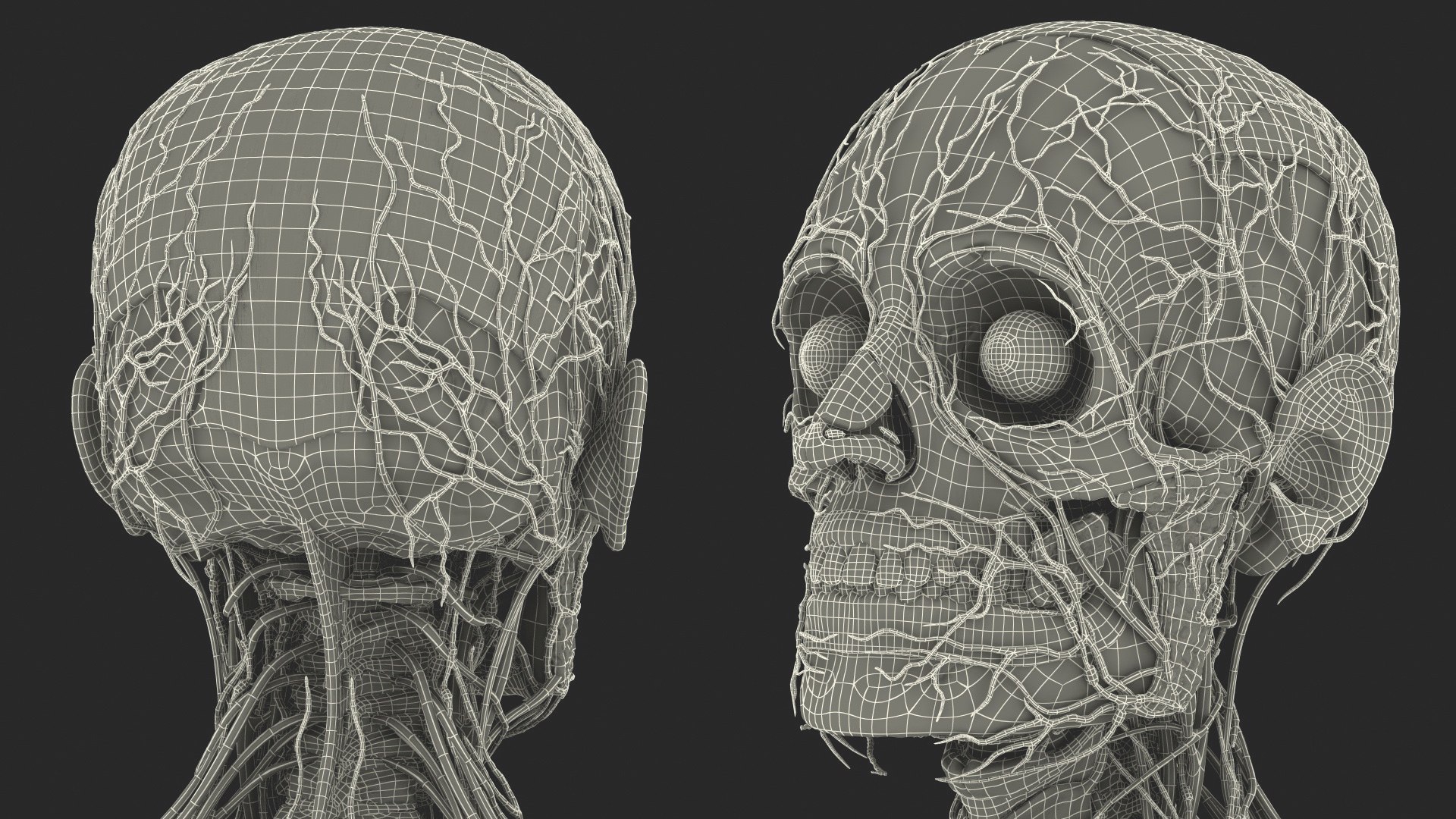 male skeleton internal organs model https://p.turbosquid.com/ts-thumb/aQ/F4cLGi/uVxPq77D/maleskeletoninternalorgansanatomyandskin3dsmodel170/jpg/1572449939/1920x1080/fit_q87/fcc0b55e79abd2040c698c36169461ab0837a0ea/maleskeletoninternalorgansanatomyandskin3dsmodel170.jpg