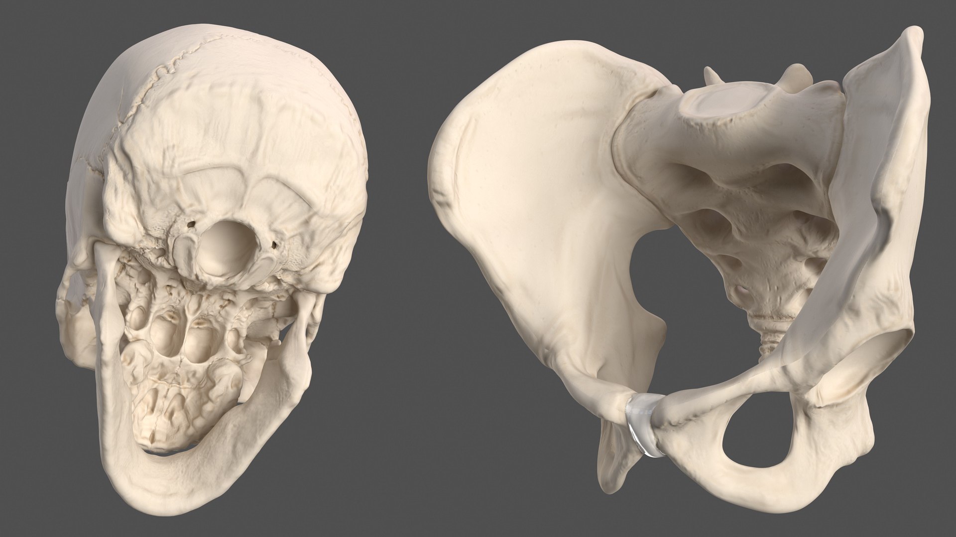 male skeleton internal organs model https://p.turbosquid.com/ts-thumb/aQ/F4cLGi/w4jVyvGN/maleskeletoninternalorgansanatomyandskin3dsmodel136/jpg/1572449828/1920x1080/fit_q87/3a8e547b772c30efbba385d561c6ae52ee3794fa/maleskeletoninternalorgansanatomyandskin3dsmodel136.jpg