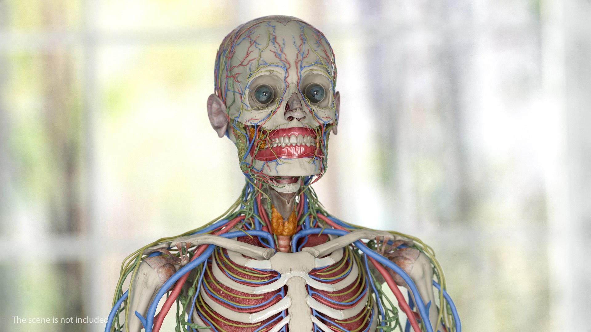 male skeleton internal organs model https://p.turbosquid.com/ts-thumb/aQ/F4cLGi/w4wMPl3y/maleskeletoninternalorgansanatomyandskin3dsmodel014/jpg/1572449543/1920x1080/fit_q87/c41d340de341c29ae64d740249a6d18e53cdfaf7/maleskeletoninternalorgansanatomyandskin3dsmodel014.jpg