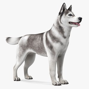 Siberian Husky Gray and White Rigged for Maya