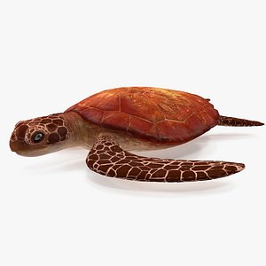 Sea Turtle Brown