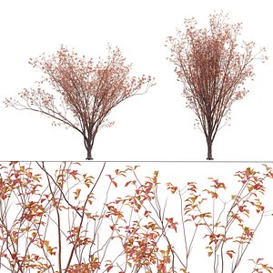 3D Acer Griseum - Paperbark Maple model