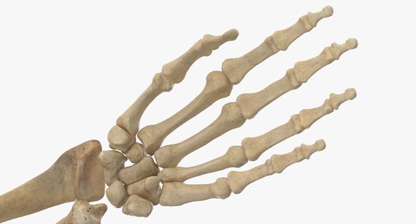 Real human female skeleton model - TurboSquid 1692511