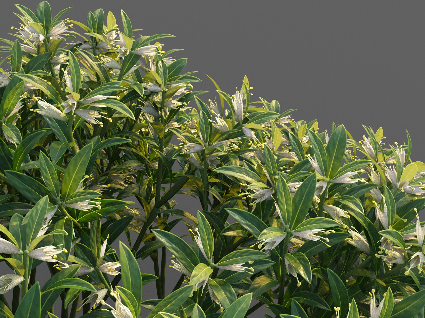 3D XfrogPlants Sweetbox - Sarcococca Humilis model https://p.turbosquid.com/ts-thumb/aQ/k2o1dW/1K/sarcococcah03/jpg/1628271206/1920x1080/fit_q87/e19f8ee1d074d6349415027964a53abf45af9762/sarcococcah03.jpg