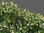 XfrogPlants Sweetbox - Sarcococca Humilis