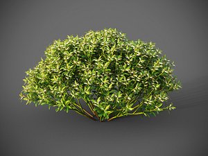 3D XfrogPlants Sweetbox - Sarcococca Humilis model